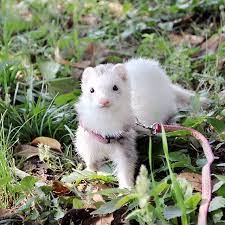 Some with free shipping and some sold with cage. Petco On Twitter Who Says Ferrets Can T Adventure Too Ig Pyonjet915