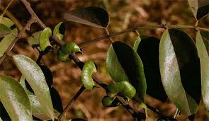 Image result for Senna petersiana