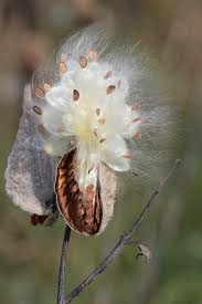 Asclepias Wikipedia The Free Encyclopedia Vainas De Semillas Flores Inusuales Flores Extranas