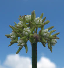 Image result for Cynanchum viminale