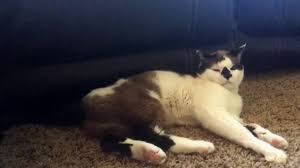 Treatment includes surgery, radiation, chemotherapy or only focusing on the symptoms. Tink The Cat Has Brain Tumor Needs Surgery Youtube