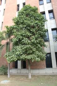 Image result for Brachychiton