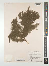 Image result for Juniperus procera