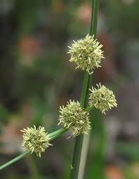 Image result for Scorodophloeus