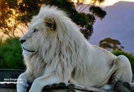 The Legend of White Lions - Turpentine Creek Wildlife Refuge