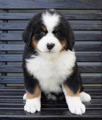 Father was a traveling man. Sasha Bernese Mountain Dog Puppy 613635 Puppyspot