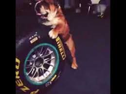 Formula one race car driver and animal advocate lewis hamilton says his dog roscoe follows a vegan diet now, too. Lewis Hamilton S Dog Stress Tests The New Pirelli Tire Youtube