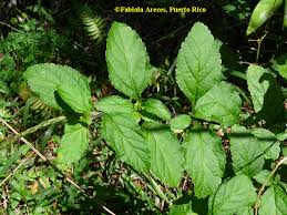 Image result for Stachytarpheta cayennensis