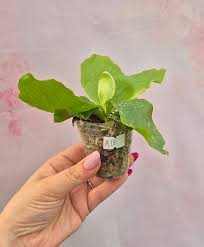 Image result for Platycerium stemaria