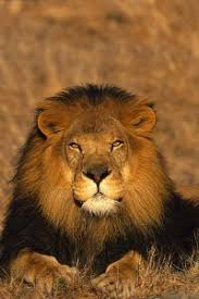 Lion Bigcatfamily Aslan