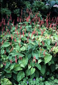 Image result for Persicaria amplexicaule