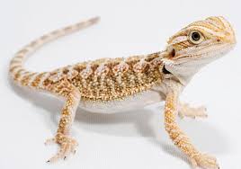 Bearded Dragon Diet Habitat Info Pictures Facts Care Animals Adda Use these free bearded dragon png #29800 for your personal projects or. bearded dragon diet habitat info