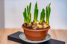 How To Grow Green Onions In Your Back Yard And Indoor Plant2harvest