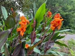 Image result for Canna indica