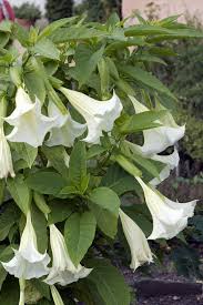 Pink and yellow flowers that close at night. 11 Fragrant Night Blooming Flowers Best Flowers That Only Bloom At Night