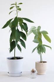 How To Grow An Avocado Plant Urban Jungle Bloggers Avocado Plant Plants Grow Avocado