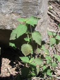 Image result for Hyptis