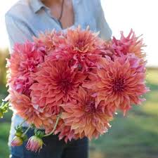 94 likes · 3 were here. Dahlia Belle Of Barmera Types Of Flowers Dahlia Dahlia Flower
