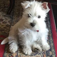 Westies that need help rescue is a small dedicated group of volunteers helping westies, scotties and sometimes other dogs to find new loving homes. Bertie Is 3 Months Old Westie Puppies Westie Dogs Cute Dogs