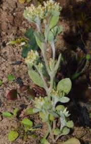 Image result for Vellereophyton dealbatum