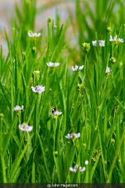 Image result for Justicia australis