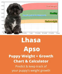 The goals and purposes of this breed standard include: Lhasa Apso Weight Growth Chart 2021 How Heavy Will My Lhasa Apso Weigh The Goody Pet
