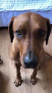 Maybe you would like to learn more about one of these? Pet Sitters In Cape Town With Best Prices On Petbacker