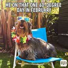 Check spelling or type a new query. 45 Hilarious Dog Memes You Ll Laugh At Every Time Reader S Digest