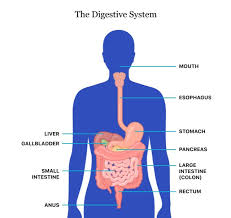 Digestive Health Digestive Diseases Tips For A Healthy Gut