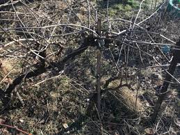 Der erste rückschnitt sollte direkt nach der blüte stattfinden. Weinreben Schneiden So Einfach Geht Der Winterschnitt Des Weinstocks