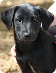 Lancaster puppies, a website dedicated to providing a marketplace for. O Fallon Il Labrador Retriever Meet Puppies A Pet For Adoption