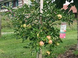 Wie sie den kleinen garten optimal nutzen konnen kleine garten. Platzsparende Sorten Fur Kleine Garten Haberli Fruchtpflanzen Ag Neukirch Egnach