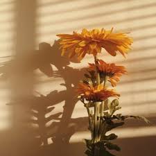 Aesthetic Black And Yellow Flowers Sunflowrrbabe Yellow Aesthetic Orange Aesthetic Hufflepuff Aesthetic