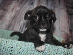 Advertise, sell, buy and rehome pug dogs and puppies with pets4homes. Frenchie Pug Dog Male Brindle 2525951 Pet City Houston