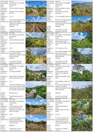 Image result for Monanthotaxis afra