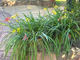 Image result for Cyrtanthus galpinii