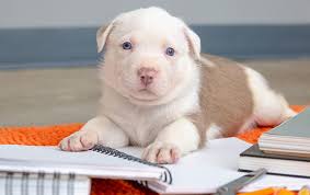 CAMPAIGN TO SAVE THEM ALL