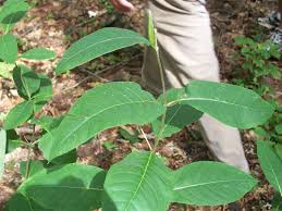 Poke Milkweed Asclepias Exaltata Found In Rich Woods And Edges Around 2 6 High Has White Flower In Umbrel With A Lavender Asclepias Plant Leaves Milkweed