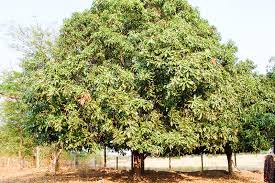 Maybe you would like to learn more about one of these? Meranti Definisi Meranti Dalam Kamus Melayu