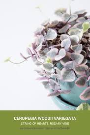 Image result for Ceropegia circinata