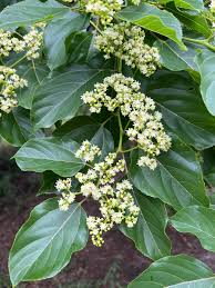 Image result for Rytigynia ruwenzoriensis