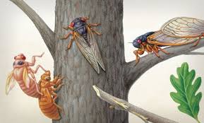 The swarm might be lounder than a jet. Brood X Cicadas Are Emerging At Last Scientific American