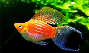 Perkembang biakannya yang terbilang cepat membuat peminat dari ikan ini pun tidak kalah banyak tidak hanya dari kalangan pencinta ikan hias saja. 8 Cara Budidaya Ikan Molly Panduan Untuk Pemula Suka Ikan