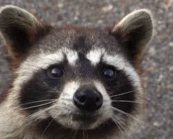 Using this product in that fashion is both illegal and dangerous. Dnr Busts Farmer Using Fly Bait To Poison Raccoons Mlive Com
