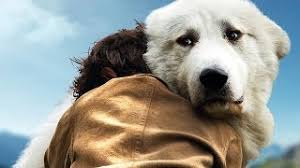 Les chiens ne sont pas recherchés uniquement que pour leur capacité à garder, à assister ou à chasser. Montpellier On A Rencontre Garfield Le Chien Du Film Belle Et Sebastien