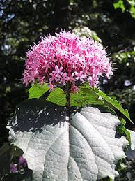 Image result for Clerodendrum tricholobum
