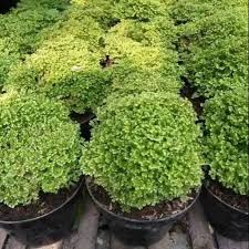 Mewarnai gambar juga dipercaya mampu meningkatkan konsenterasi dan fokus. Tanaman Hias Ende Ende Lumut Atau Cakar Ayam Shopee Indonesia