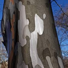 Image result for tree bark