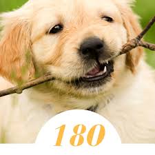 Over 180 Golden Retriever Names For Your Beloved Pup Pethelpful