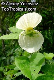 Image result for Dalechampia